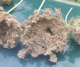 Dried carrot flowers to obtain carrot seeds. process of extracting carrot seeds