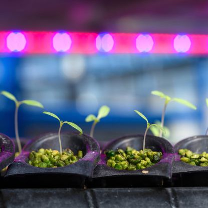 Seedlings sprouting under grow lights