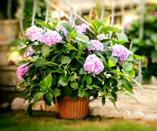 hydrangea in container flowering in back yard