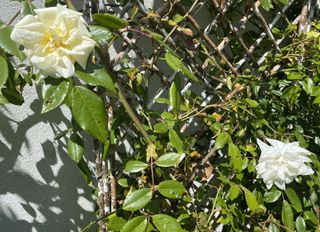 White and cream double flower climbing roses