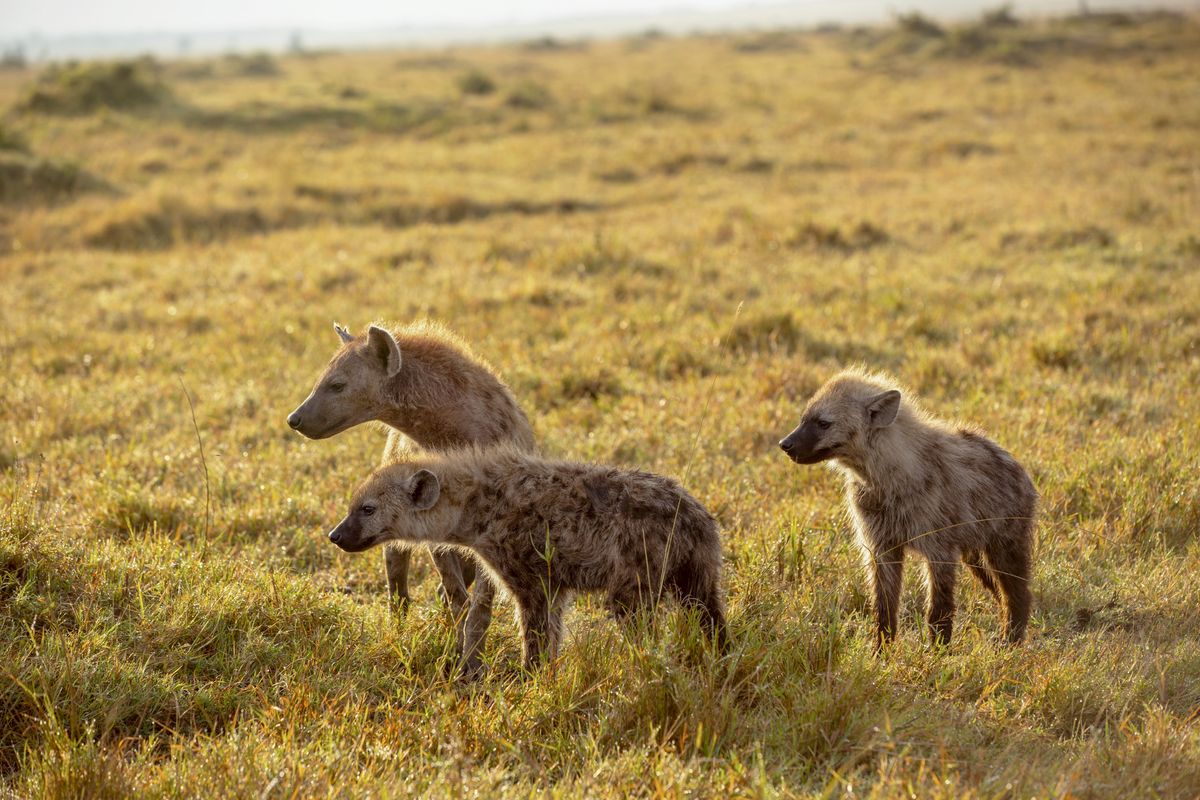 Spotted hyenas in Animal Babies: First Year on Earth