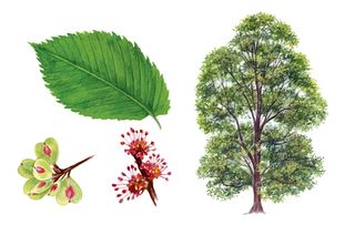 identifying british trees