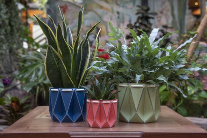 Three colored plant pots on a table 