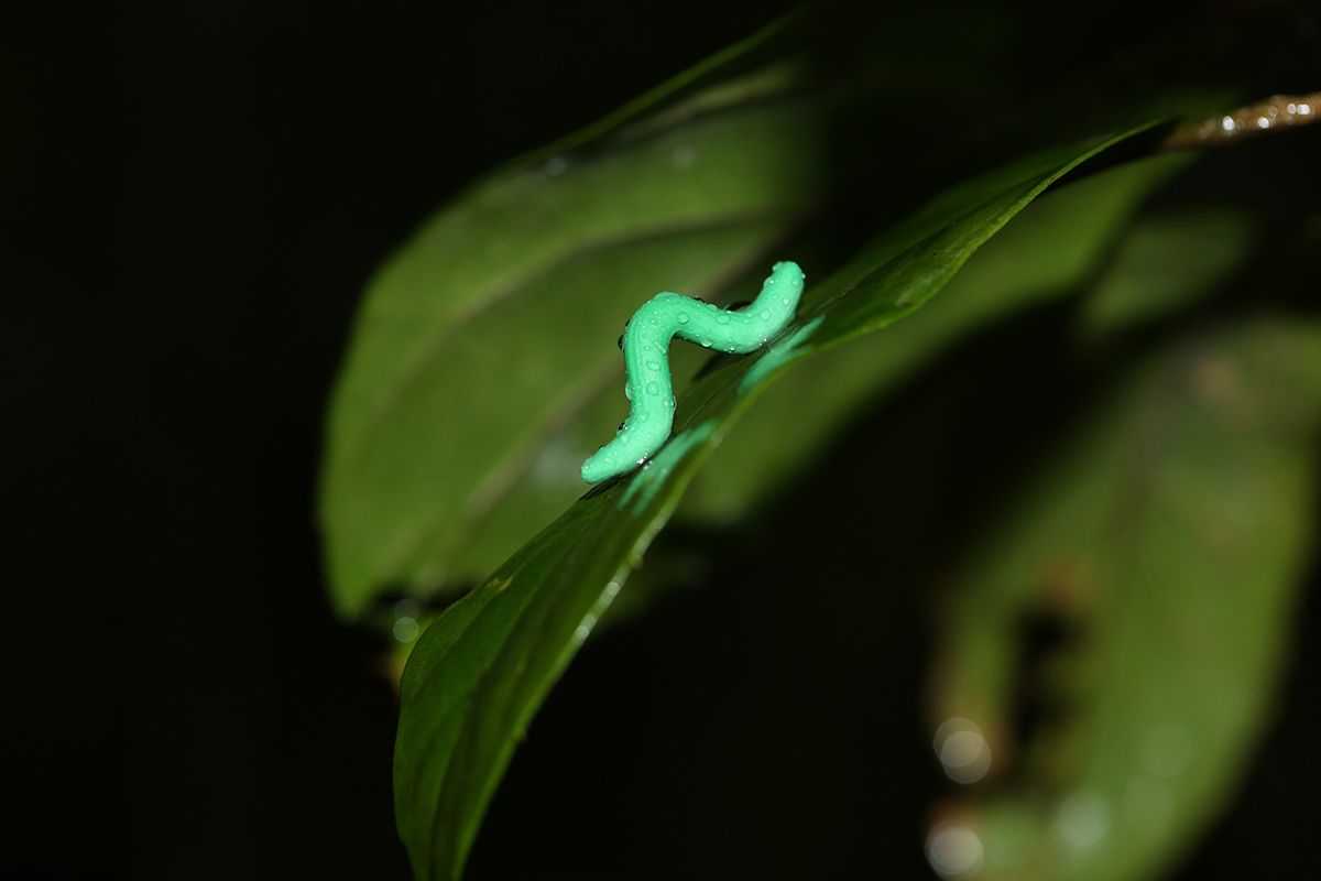 A Plasticine caterpillar glistens with moisture while waiting for a predator to strike, in the forest of Tai Po Kau, Hong Kong.