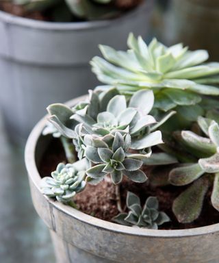 Close up of a rustic metal planter with aloe vera and succulents.