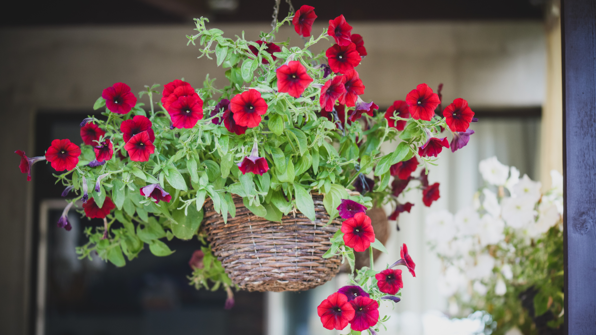 Hanging basket planted with trailing plant of red petunias