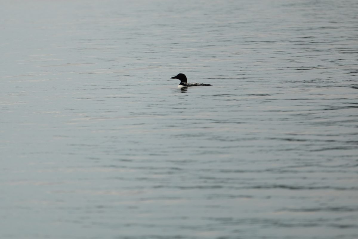Sample photos taken with the Sony RX10 V of wildlife