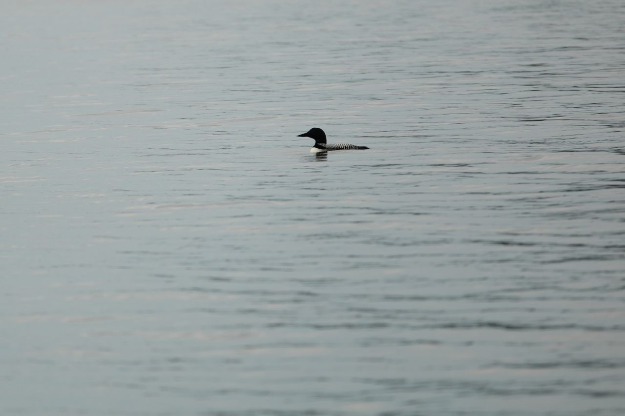 Sample photos taken with the Sony RX10 V of wildlife