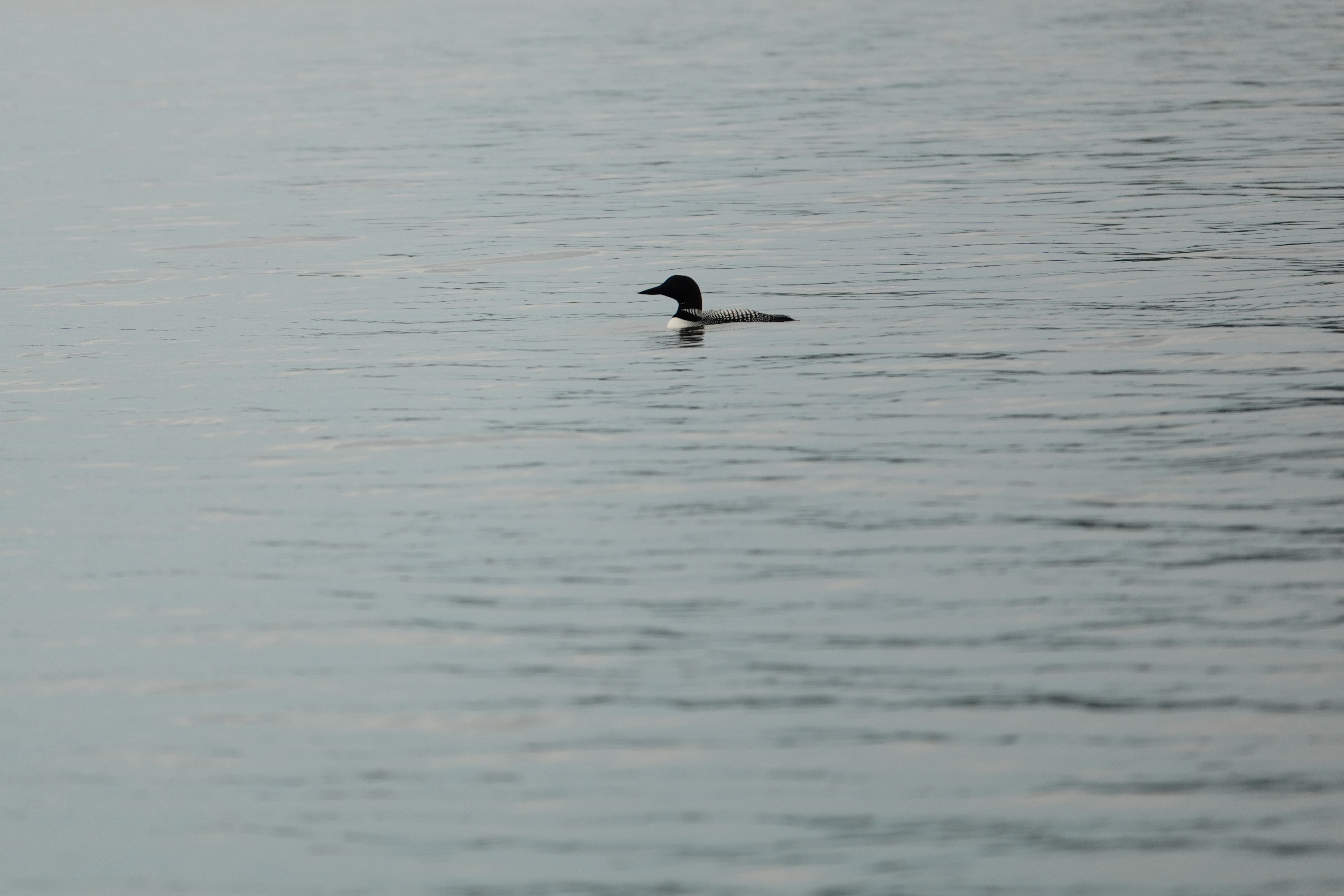 Sample photos taken with the Sony RX10 V of wildlife