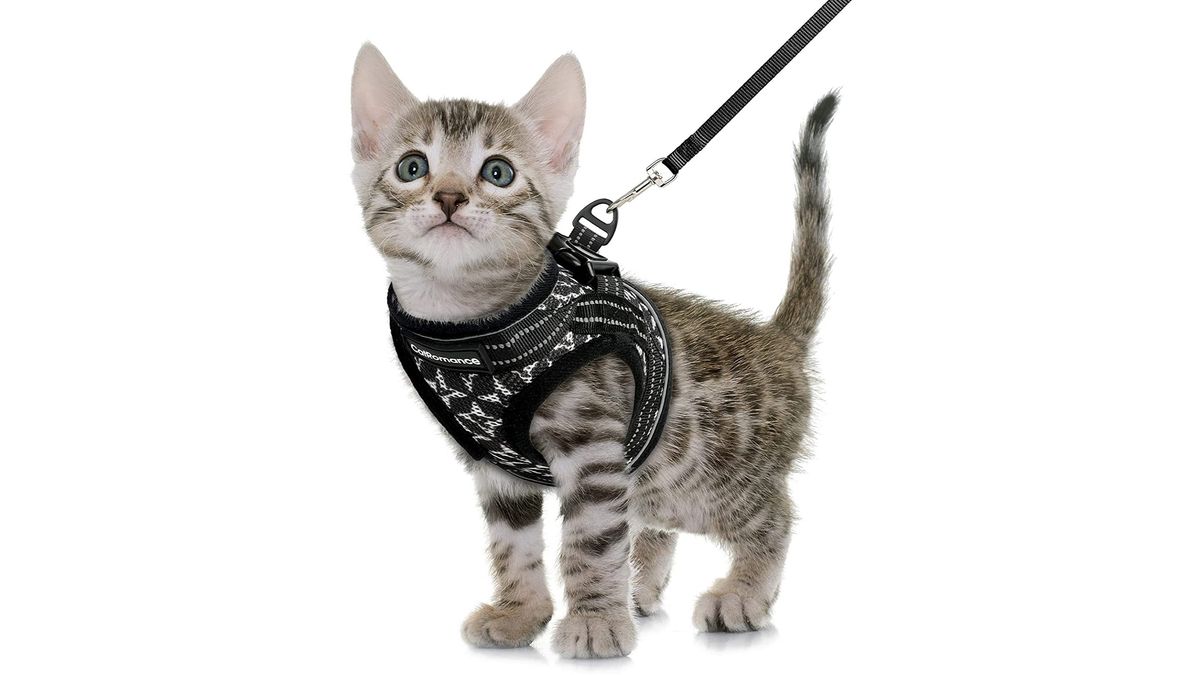 Best cat harnesses Let your kitty explore in safety PetsRadar