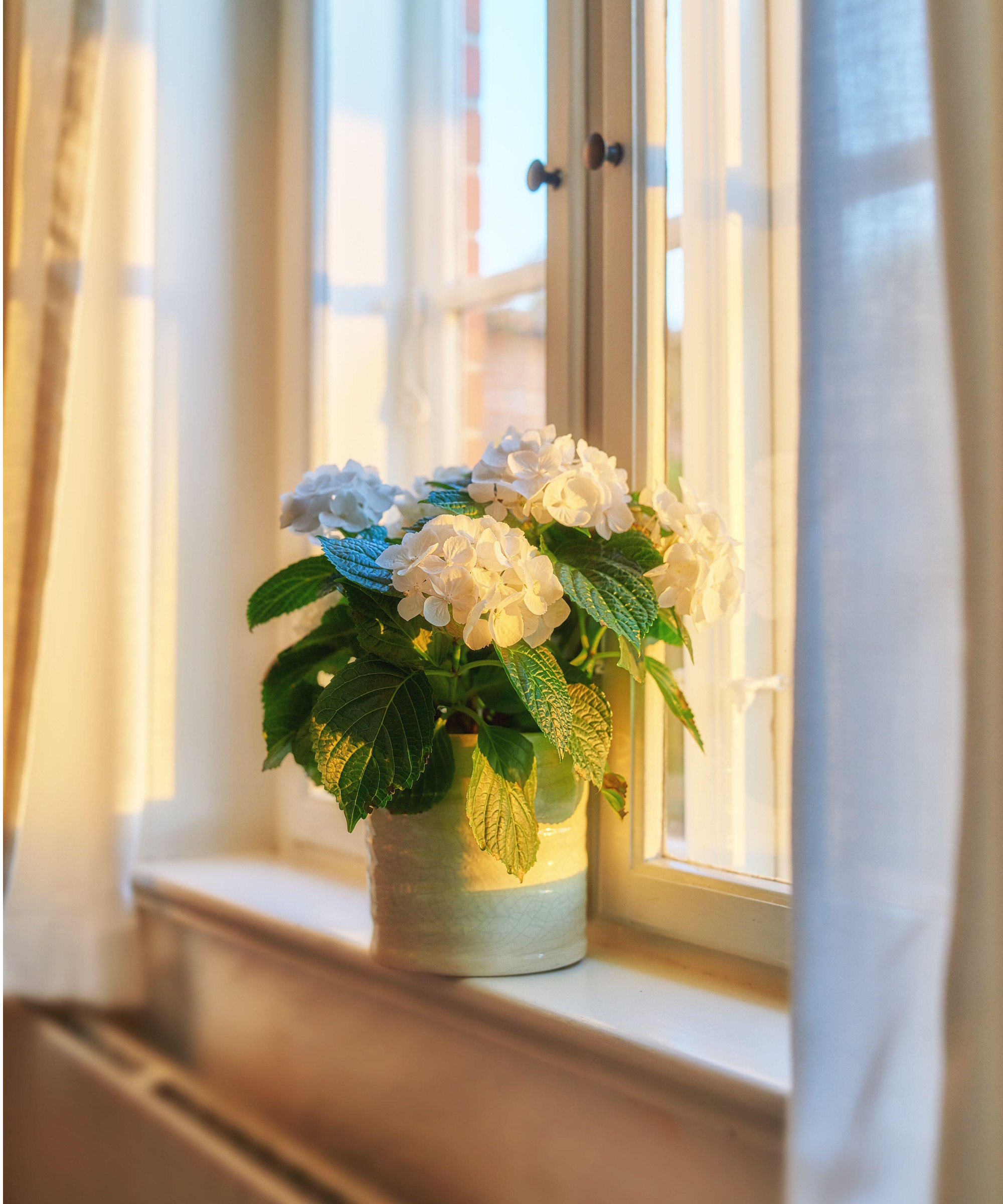 Hydrangeas displayed on windowsill