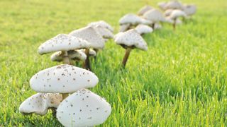 Row of white capped mushrooms growing on a lawn
