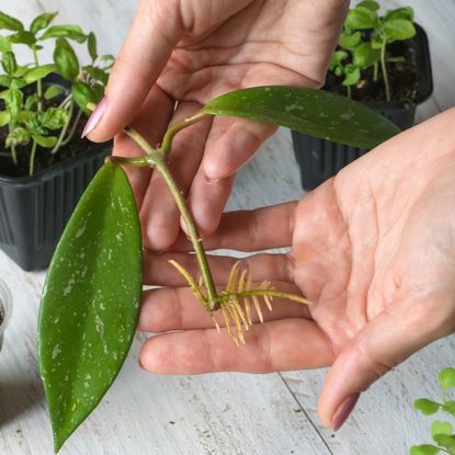 Hands holding a houseplant cutting that has sprouted roots