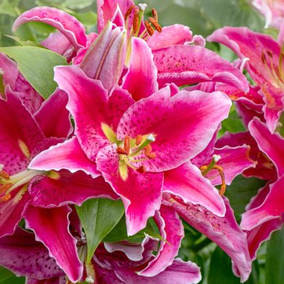 Pink stargazer lily flowers growing in garden