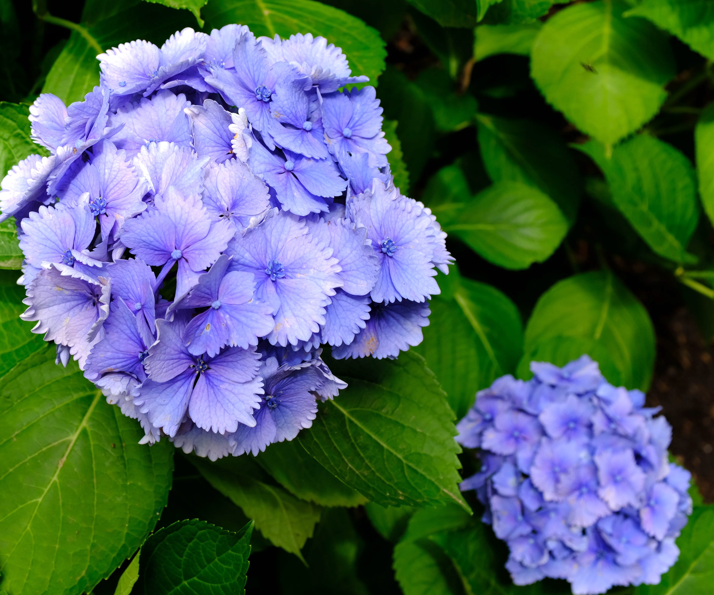 purple hydrangea Amethyst in full bloom
