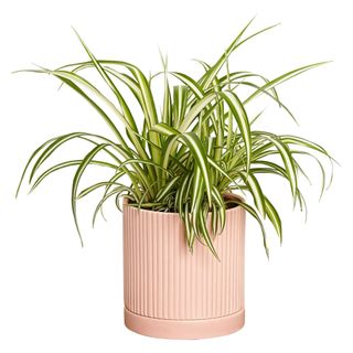 A spider plant in a pink pot on a white background.