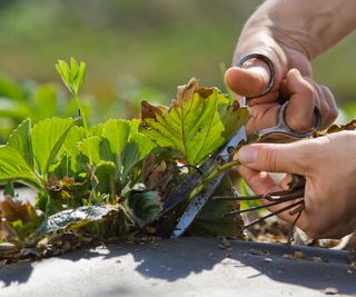 Removing runners from a strawberry plant with scissors