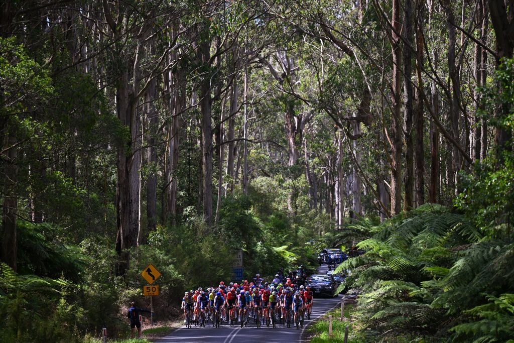 TORQUAY AUSTRALIA JANUARY 25 A general view of the peloton passing through a landscape during the 2nd Surf Coast Classic 2024 Mens Elite a 155km one day race from Lorne to Torquay on January 25 2024 in Torquay Australia Photo by Tim de WaeleGetty Images