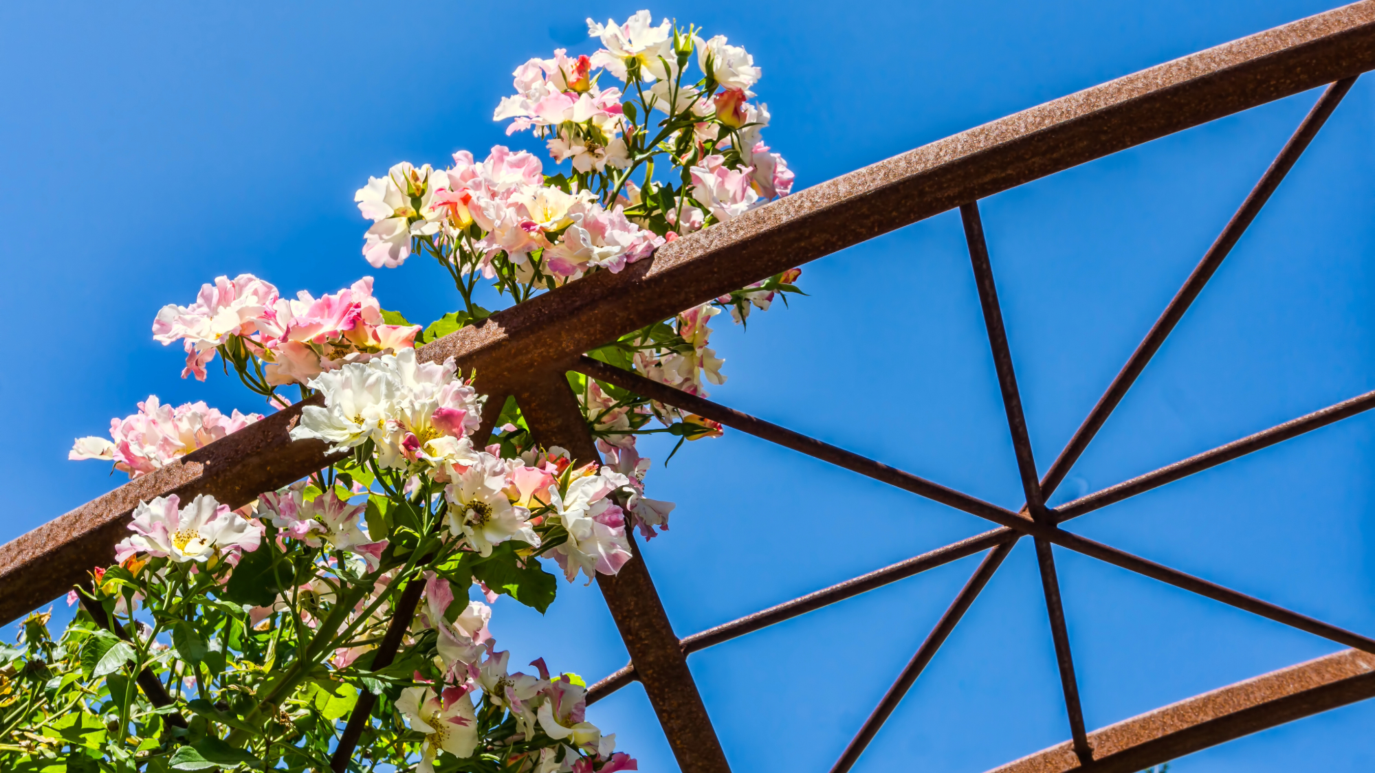 Bright roses on trellis in Seatac, Washington.