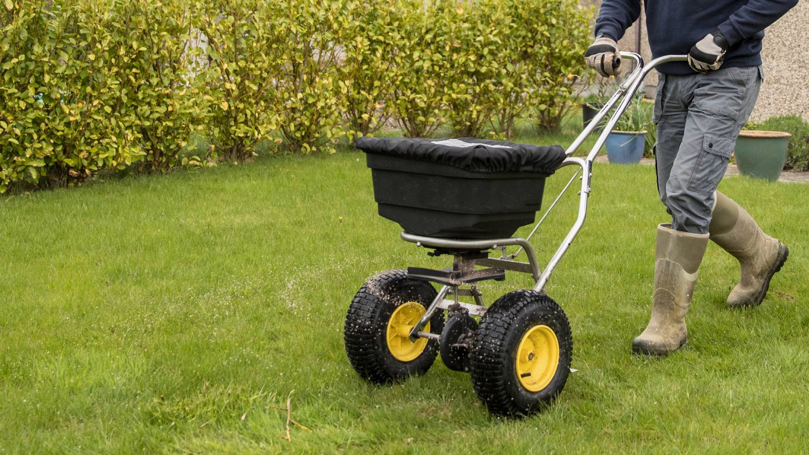 The lower half of a man pushing a fertilizer spreader across a lawn