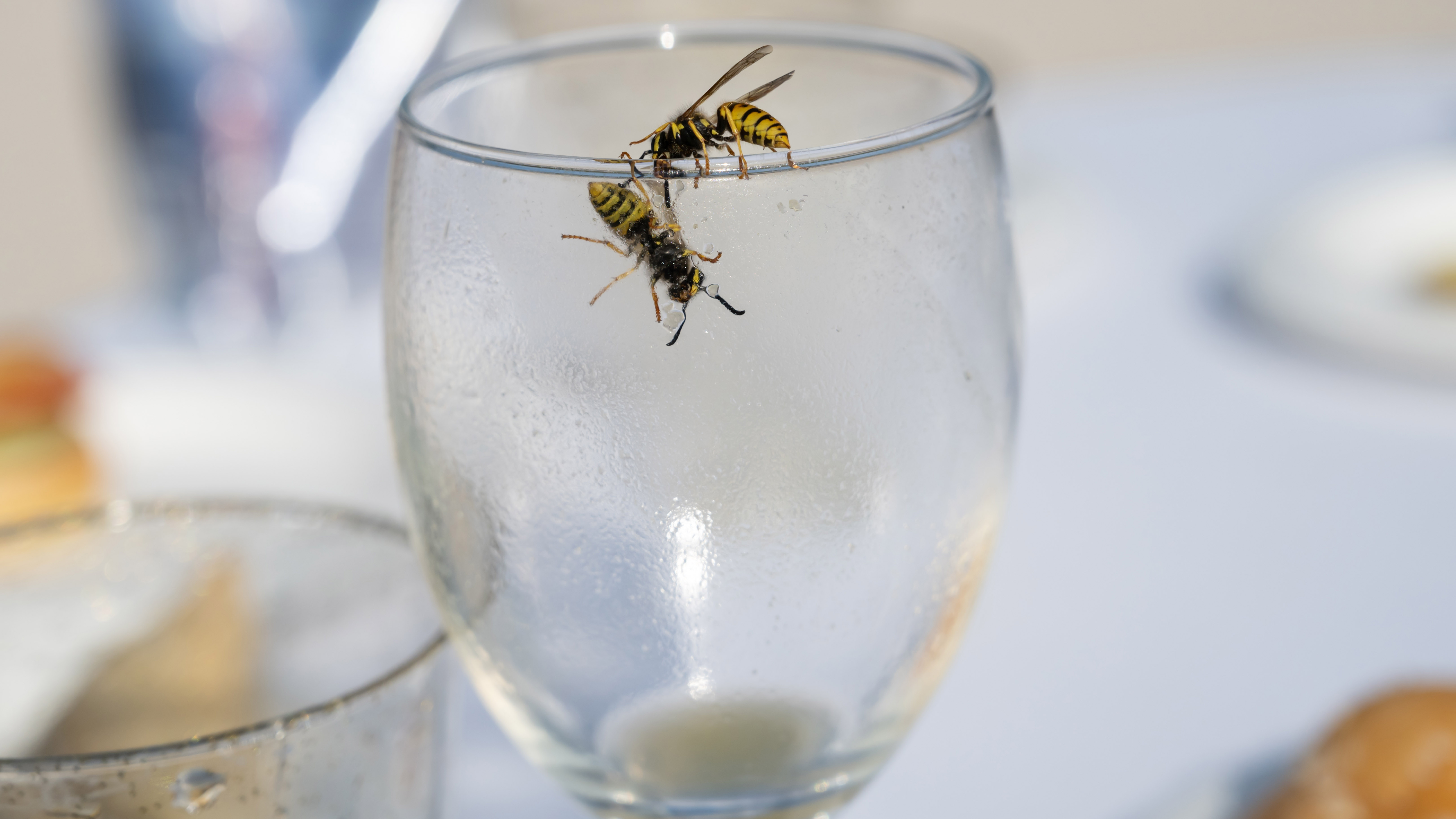 Wasps on top of wine glass