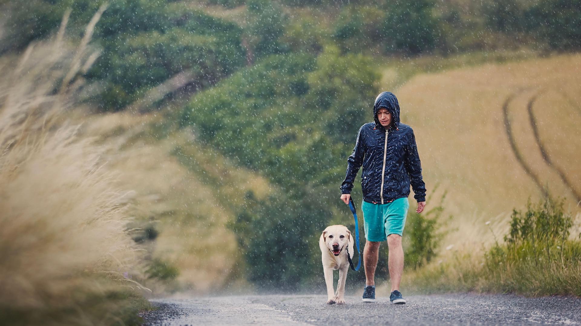 Walking retriever dog in rain