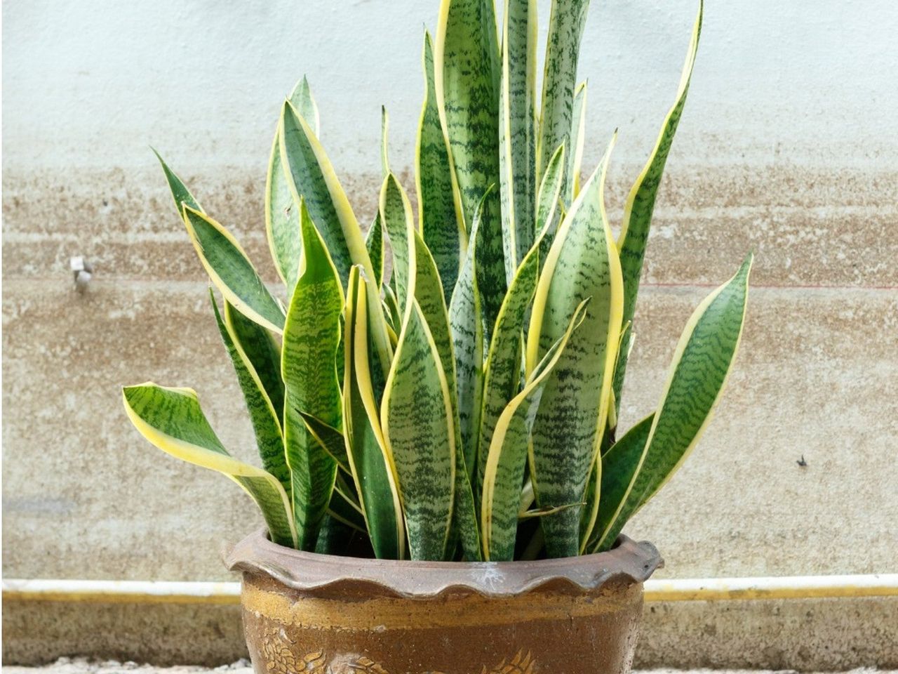 A Large Potted Low Light Plant