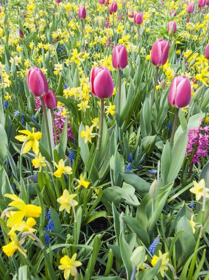Field Of Small Yellow And Blue Flowers And Pink Bulbs