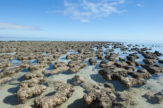 stromatolites in Shark Bay Australia