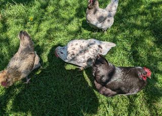 Photo of chickens taken with the Pixel 7a primary camera