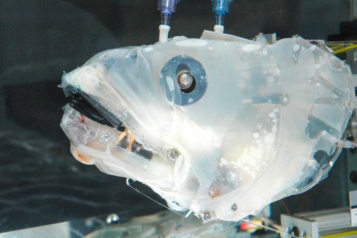 Researchers use &quot;Bassbot&quot; to study suction feeding