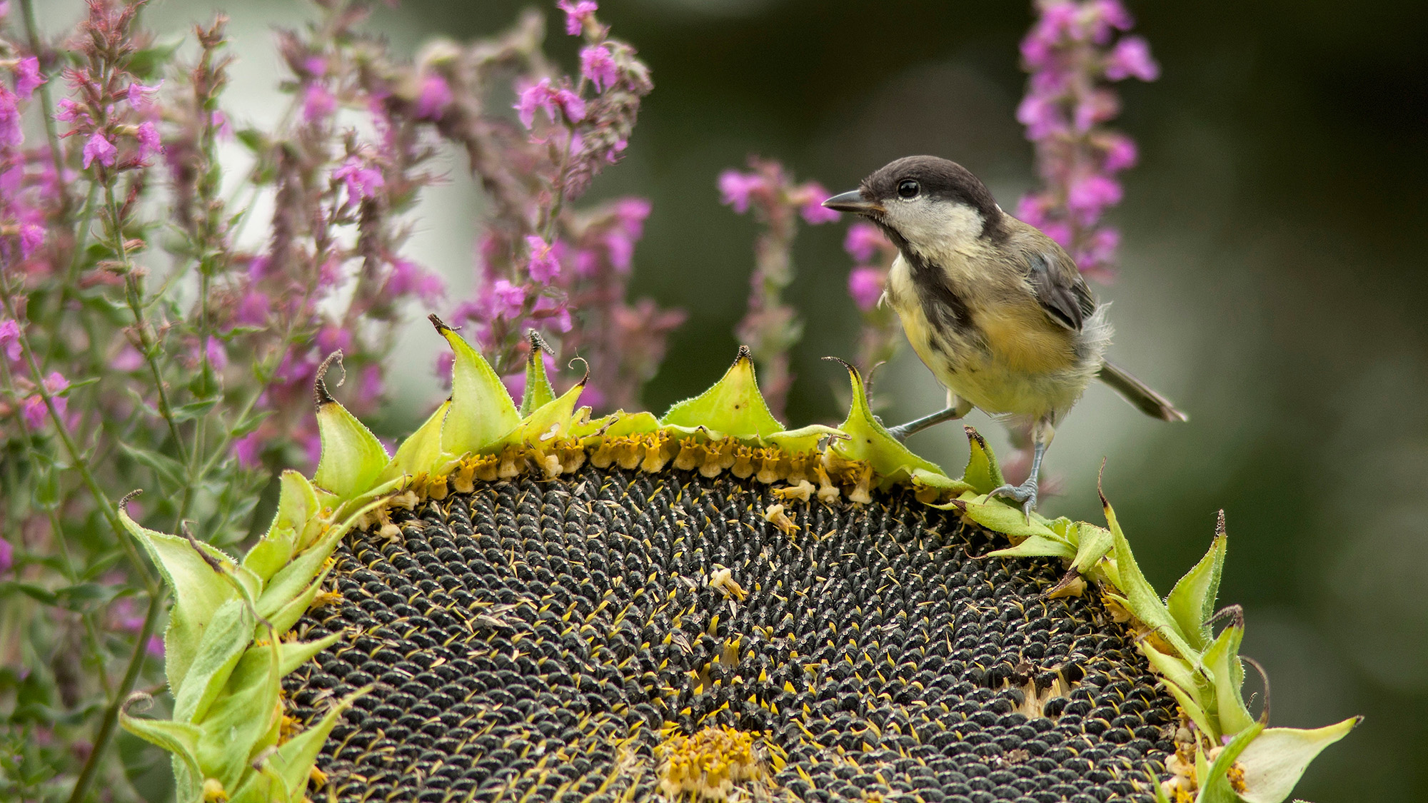 bird feeding on sunflower