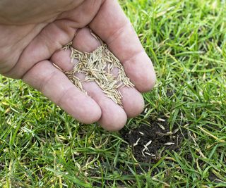 Hands sprinkling grass seed onto soil in a patch of lawn
