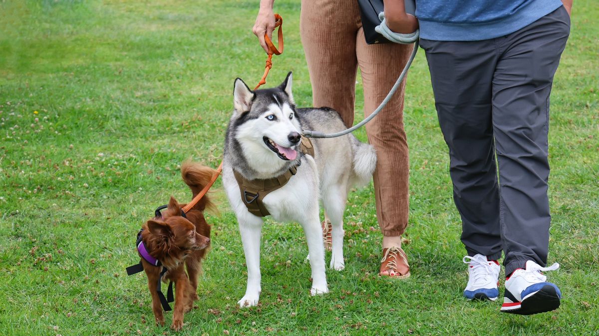 Two dogs walking on a leash