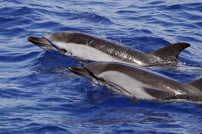 Dolphins in the ocean.
