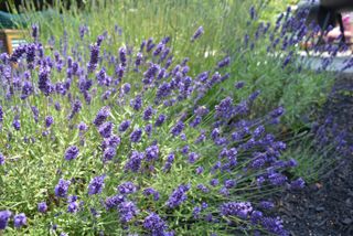 Lavender flower blossoms - fragrant herbaceous Lavanula intermedia