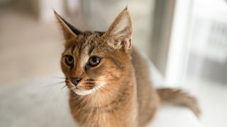 Chausie