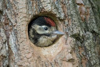 baby woodpecker looking out of nest