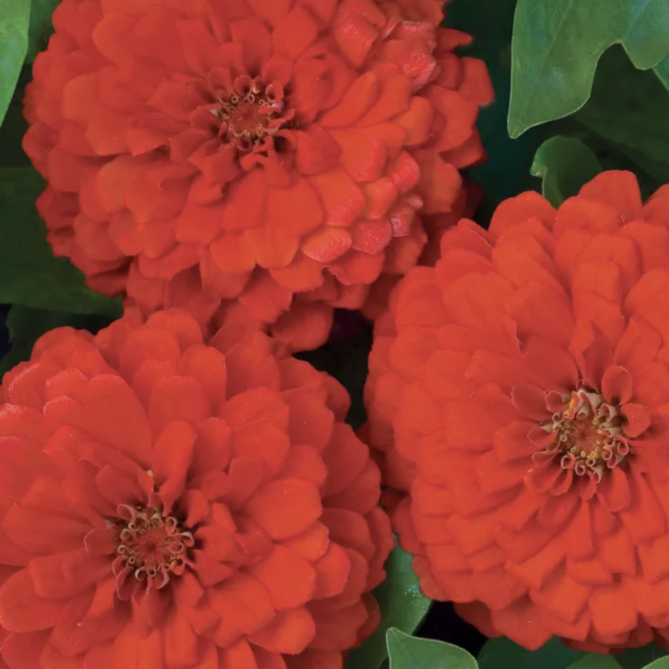 Big Red Zinnia Seeds