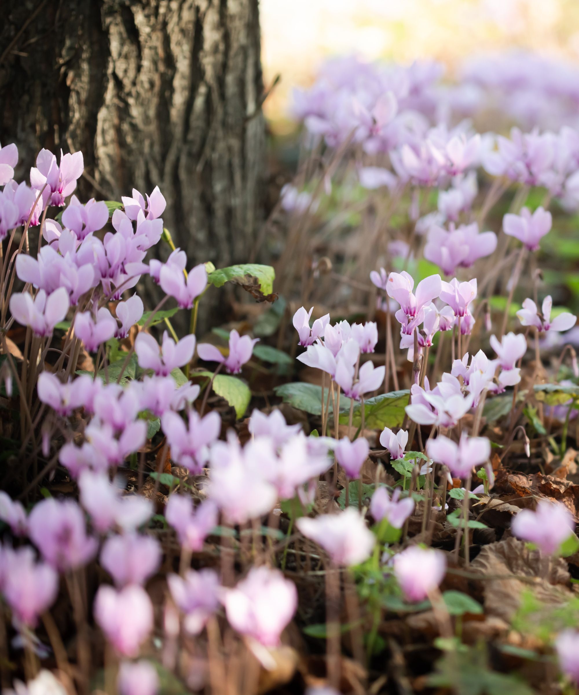 Cyclamen