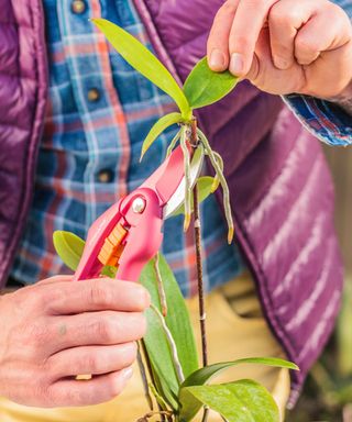 Cutting away keiki from orchid