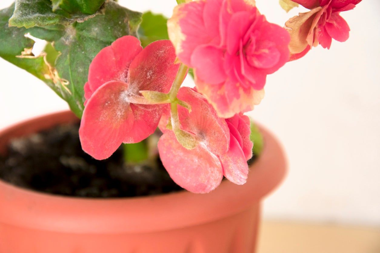 Powdery Mildew On Begonia Flowers