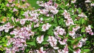 pink flowers of Deutzia scabra &lsquo;Codsall Pink&rsquo; shrub
