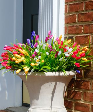 A white stone planter with pink, purple, yellow, white, and blue tulips in it, in front of a green door and brick wall