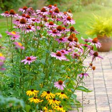 coneflowers and rudbeckias in garden patio display