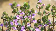 Glechoma hederacea or ground ivy blooms in spring, with lilac flowers