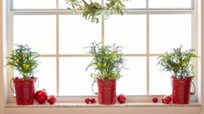 row of Norfolk island pines with Christmas decorations