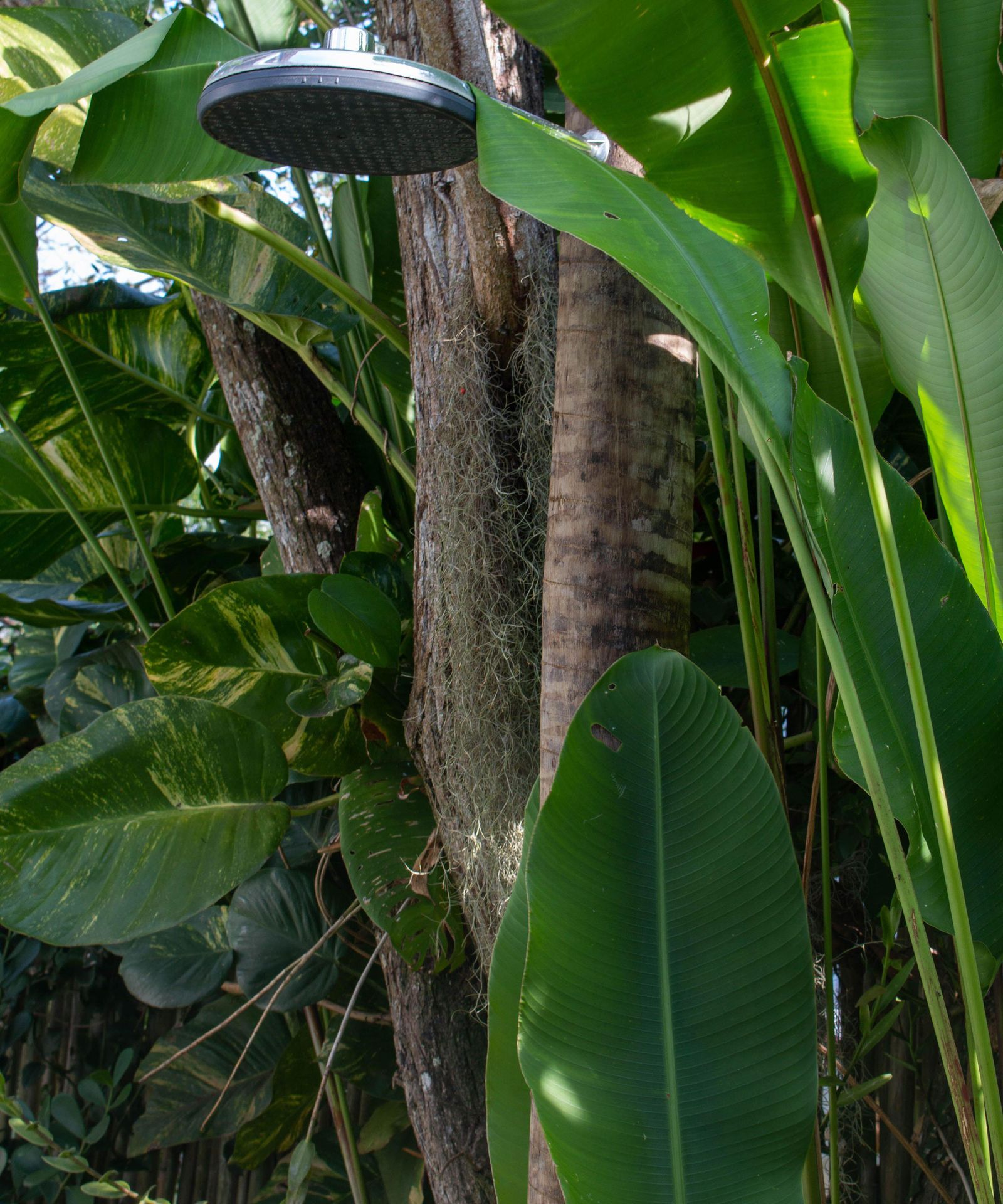 Can you water plants with bath water? Pros and cons revealed Homes