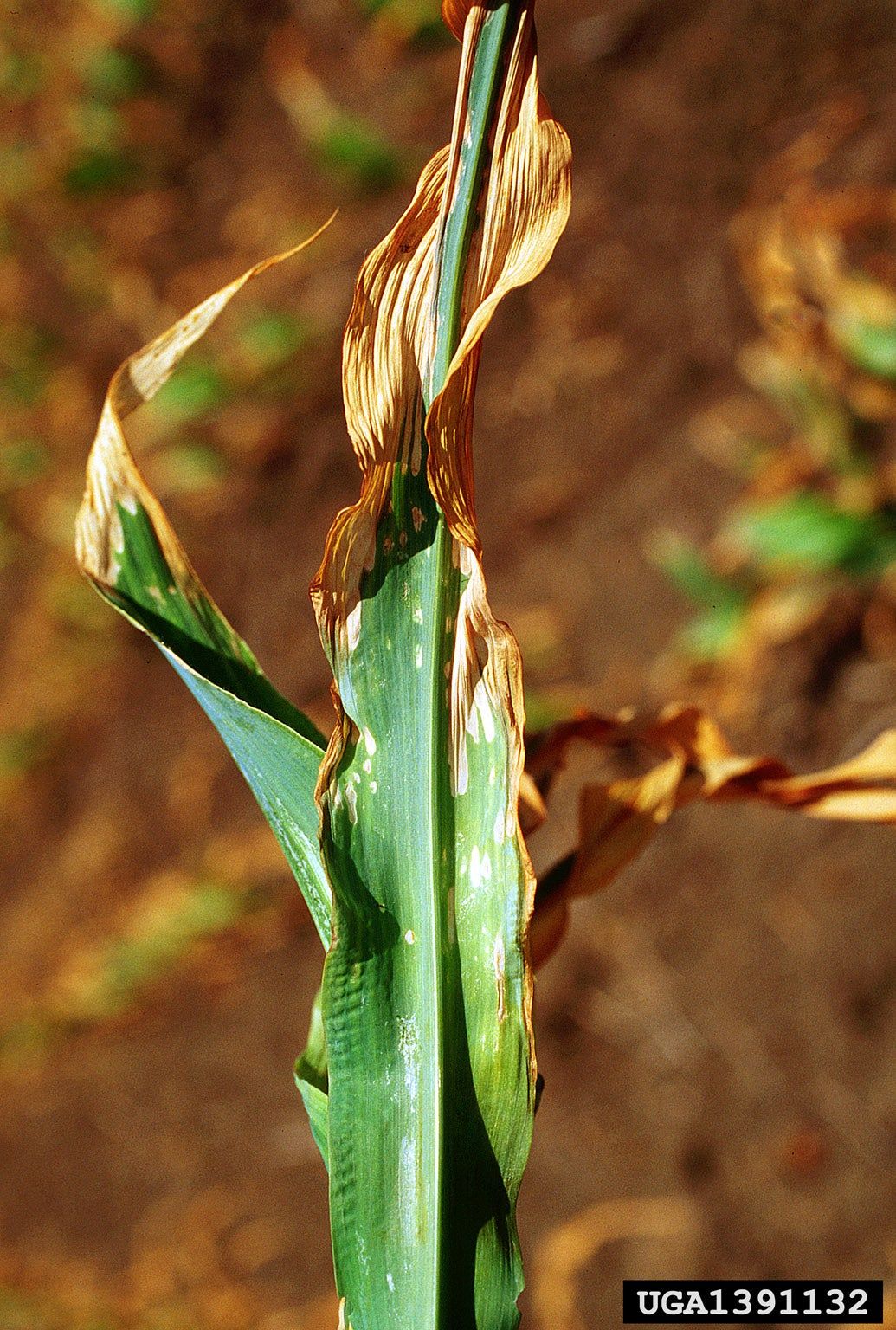 Fertilized Burt Plant