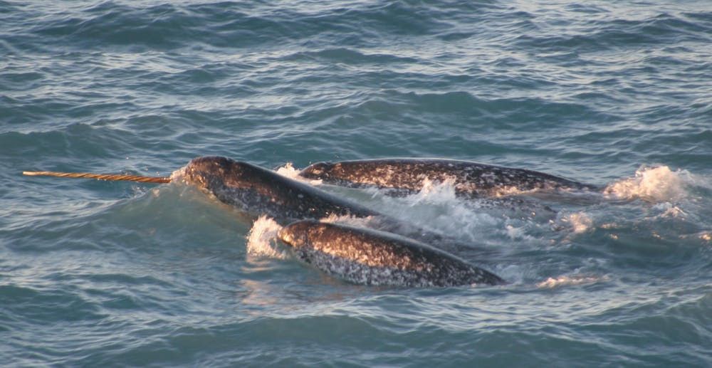 A pod of narwhals